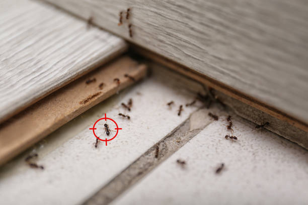 Best Local Pest Control Services  in Glenn Heights, TX