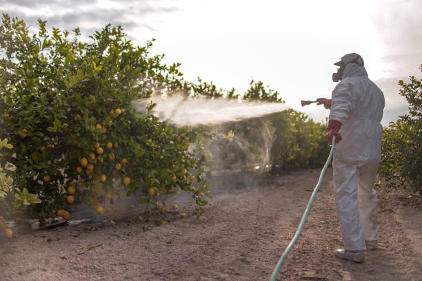 Best Ant Control Services  in Glenn Heights, TX