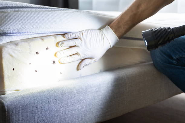 Best Affordable Pest Control Services  in Glenn Heights, TX